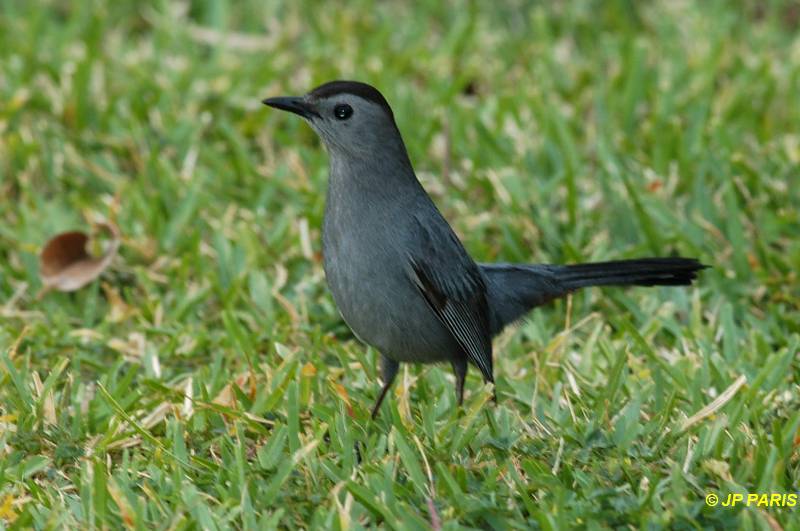 Dumetella carolinensis